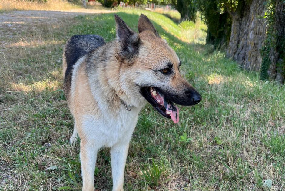 Alerte Découverte Chien  Inconnu Clérieux France