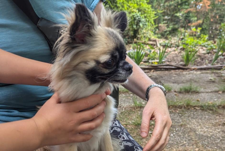 Ontdekkingsalarm Hond Onbekend Saint-Vallier Frankrijk Ontdekkingsalarm Hond Onbekend Saint-Vallier Frankrijk